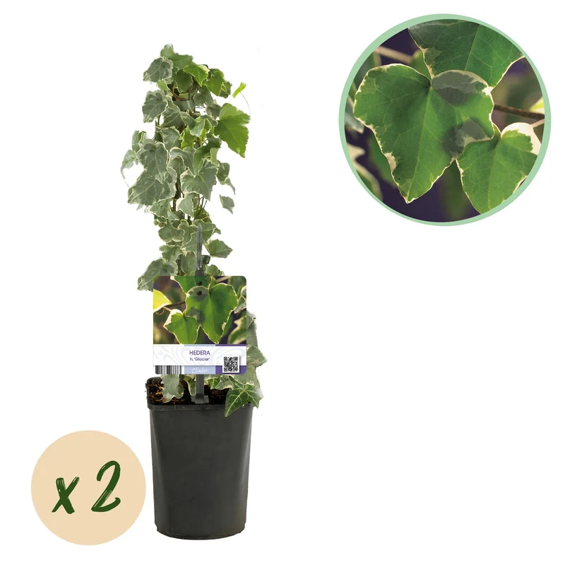 Hedera helix Glacier
