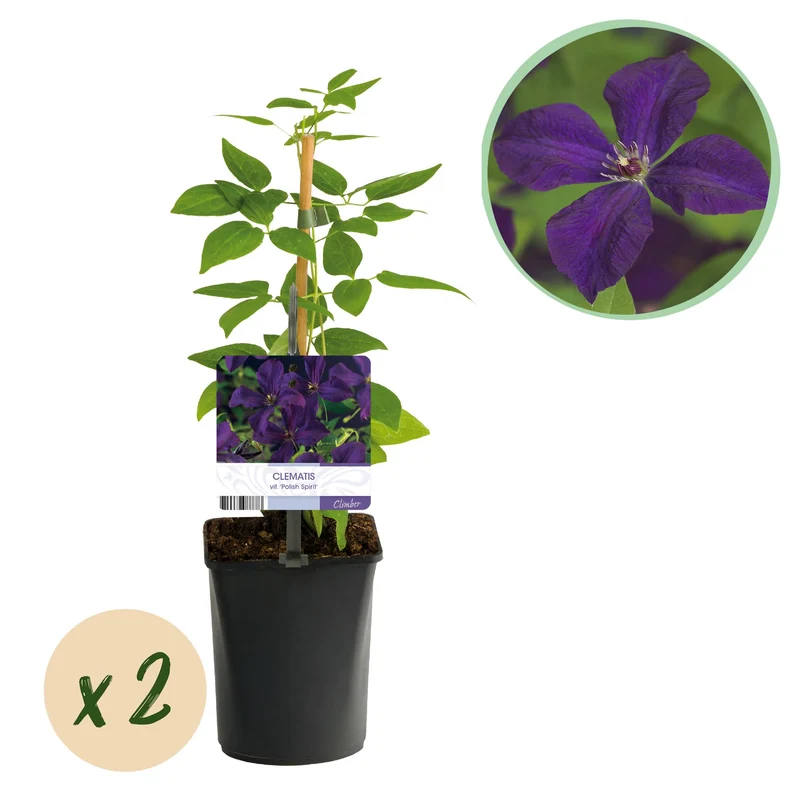 Clematis vit. Polish Spirit