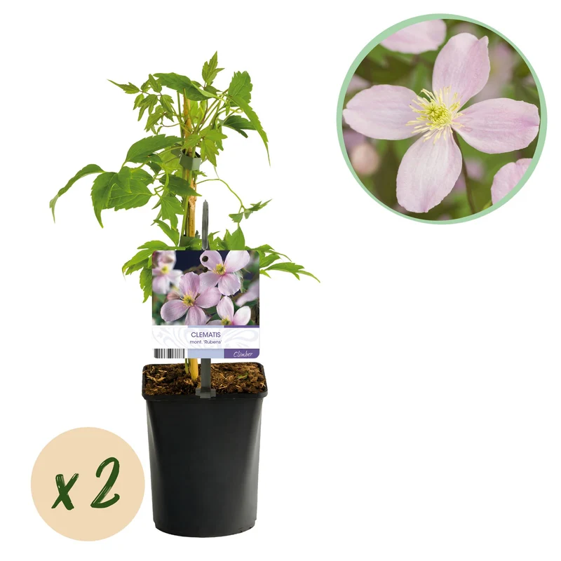Clematis montana Rubens