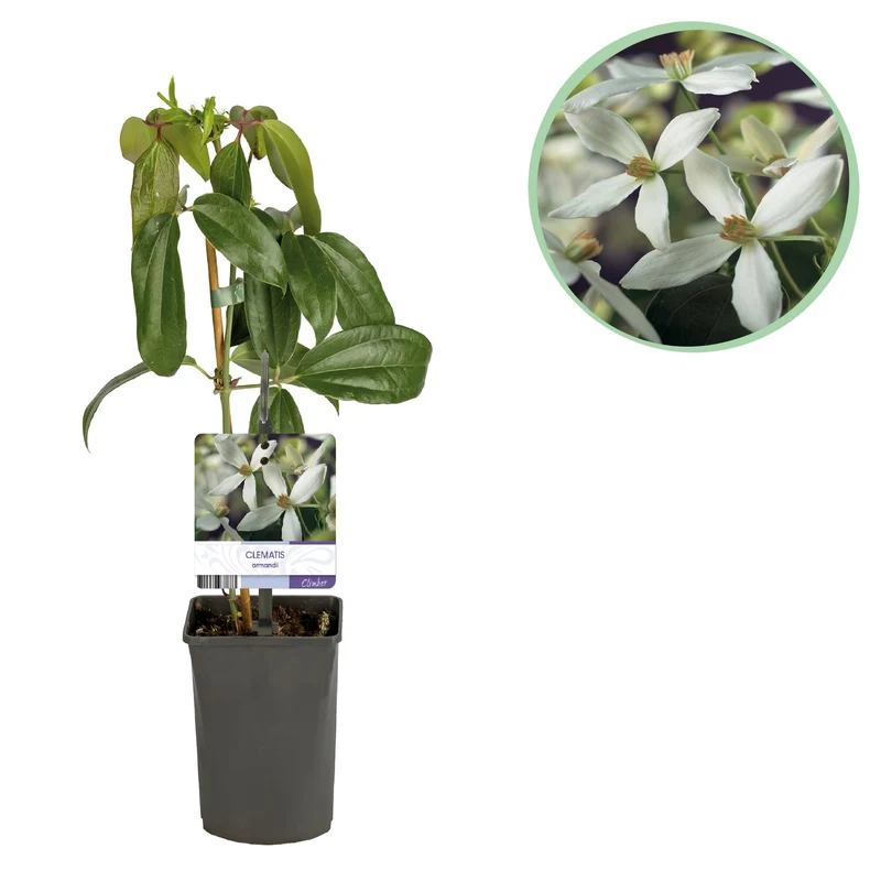 Clematis armandii