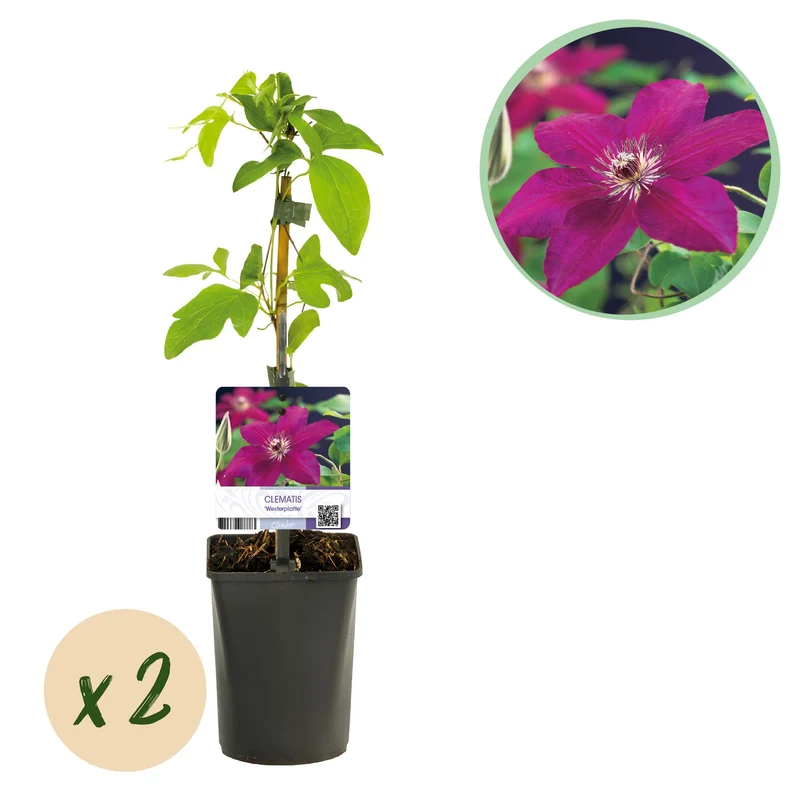 Clematis Westerplatte