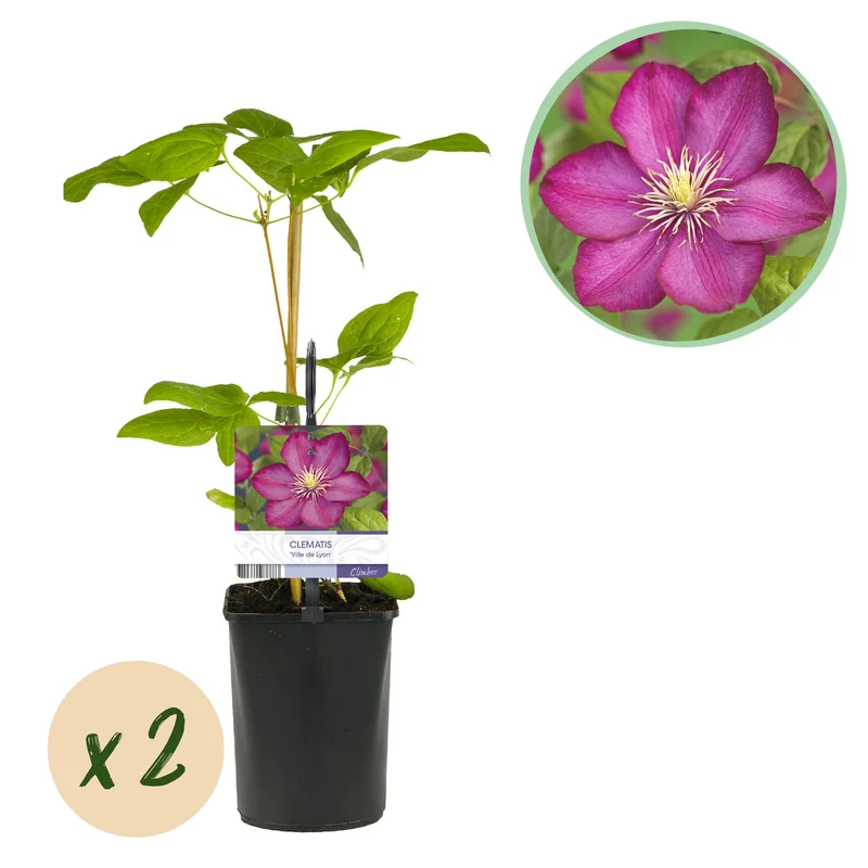 Clematis Ville de Lyon