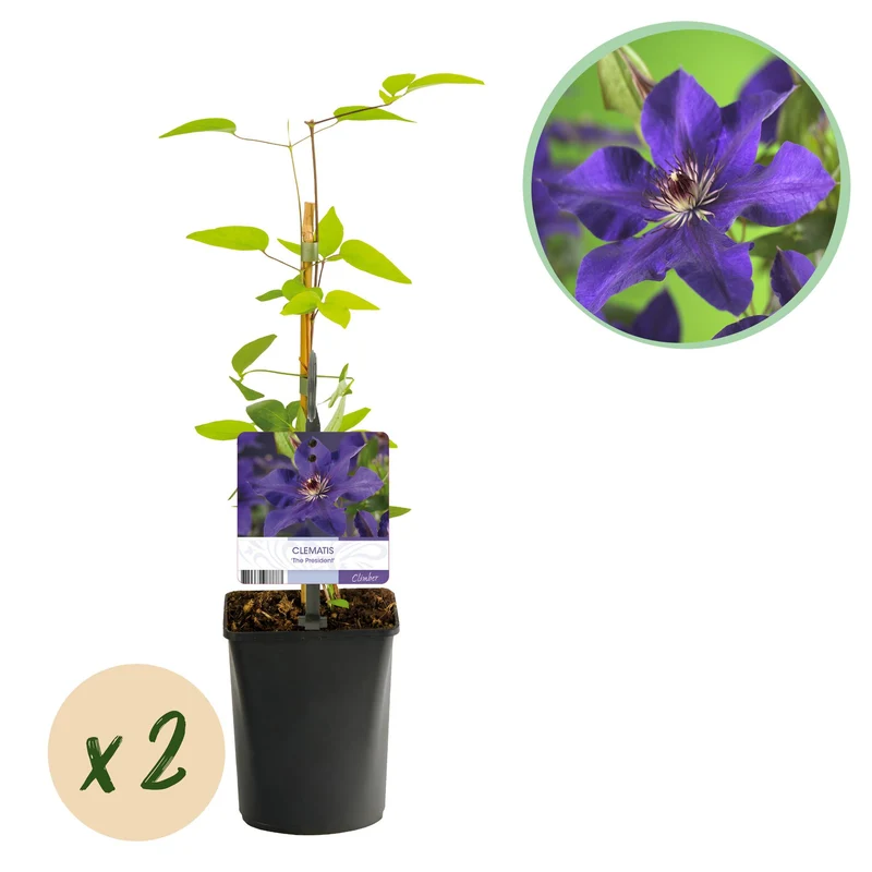 Clematis The President