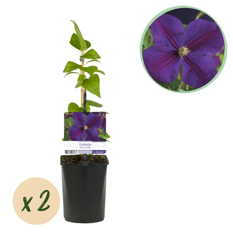 Clematis Star of India