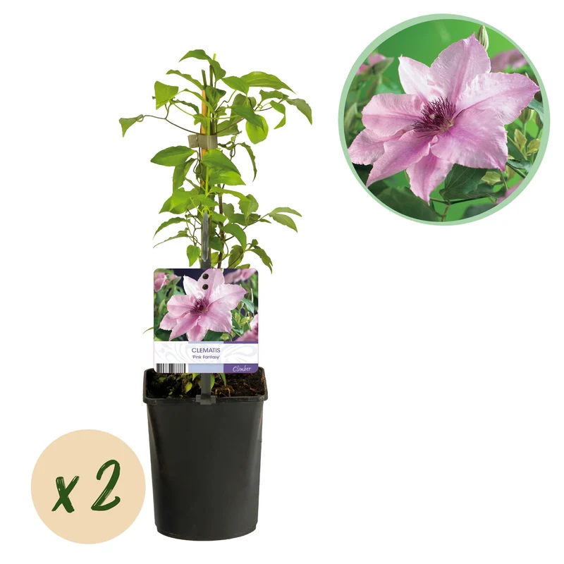 Clematis Pink Fantasy