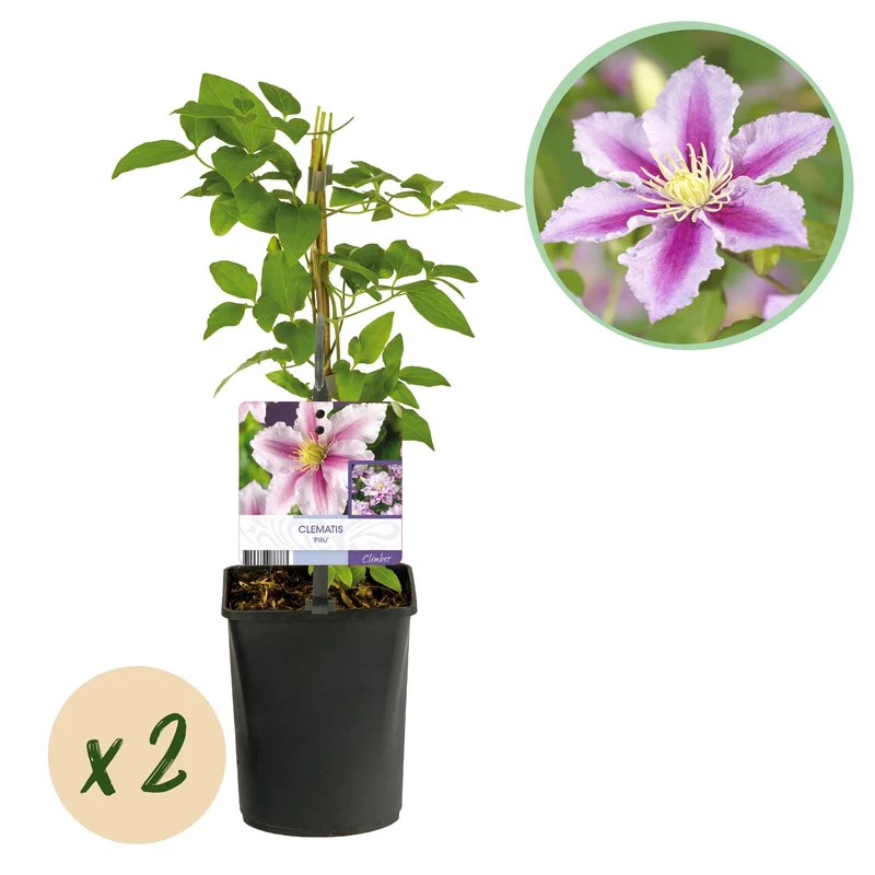 Clematis Piilu