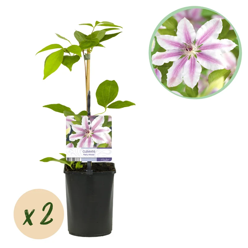Clematis Nelly Moser