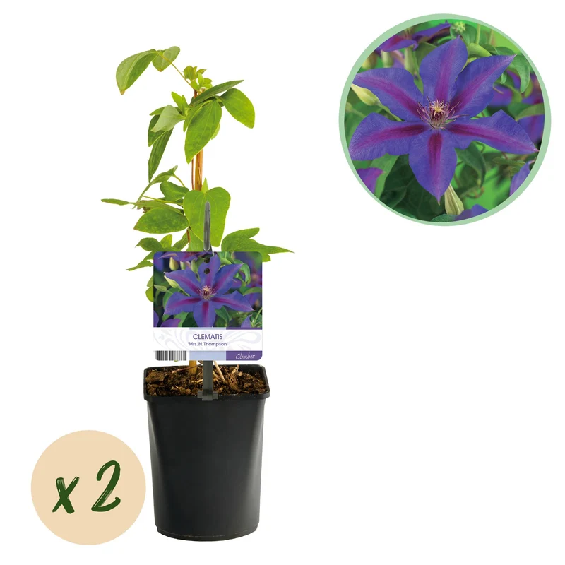 Clematis Mrs. N. Thompson
