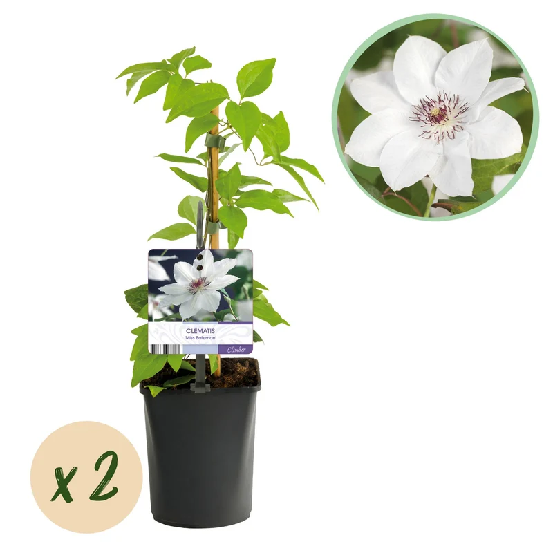 Clematis Miss bateman