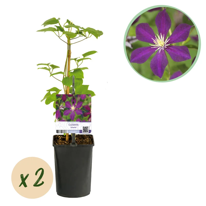 Clematis Mikelite