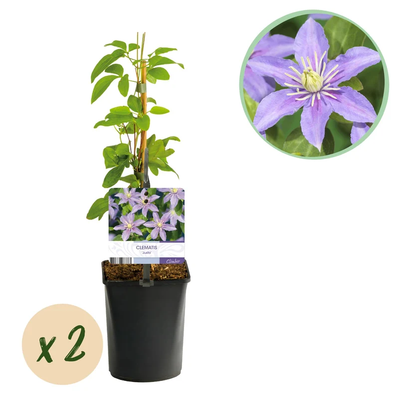 Clematis Justa