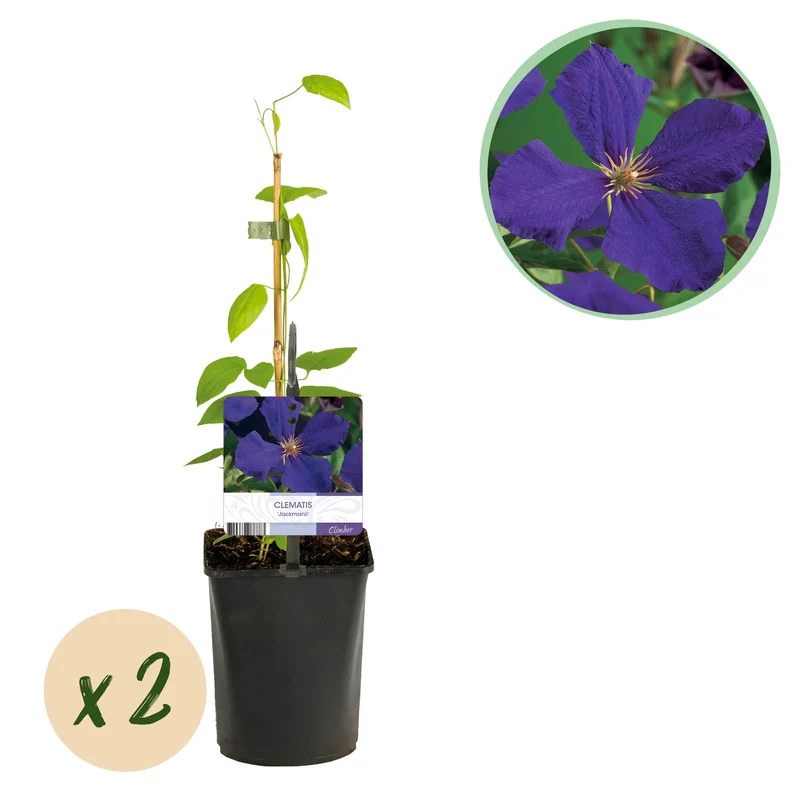 Clematis Jackmanii