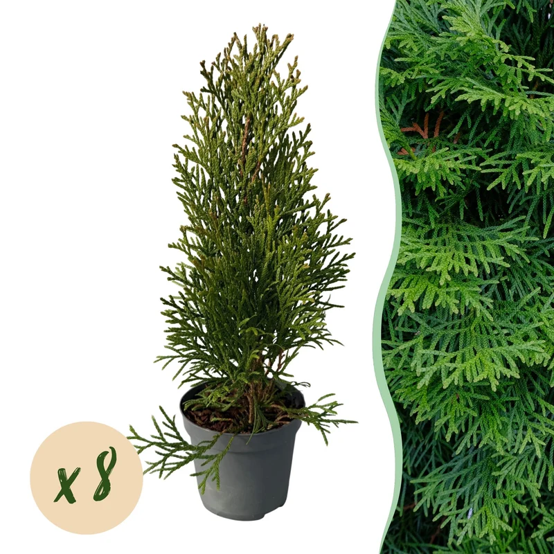 Thuja occidentalis Smaragd