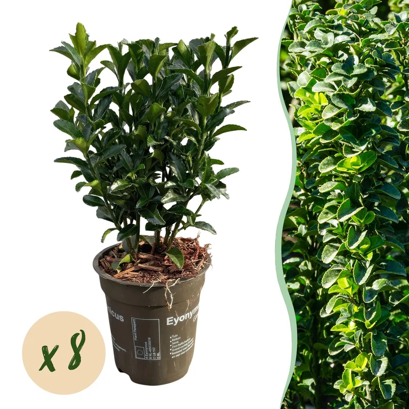 Euonymus japonica Green Spire