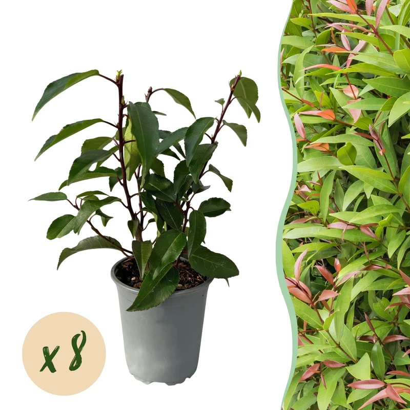 8x Prunus lusitanica Angustifolia