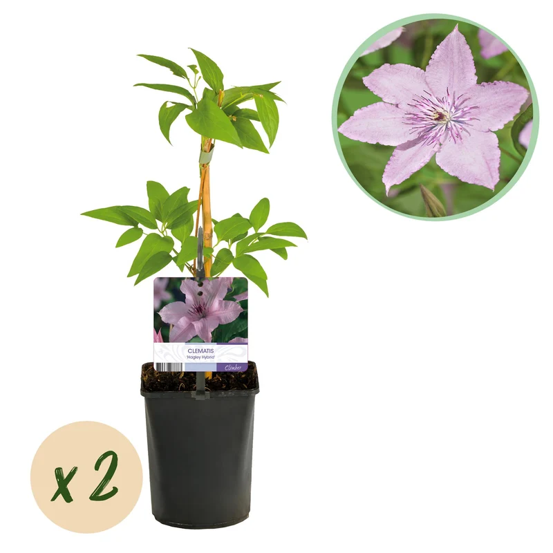 Clematis Hagley Hybrid