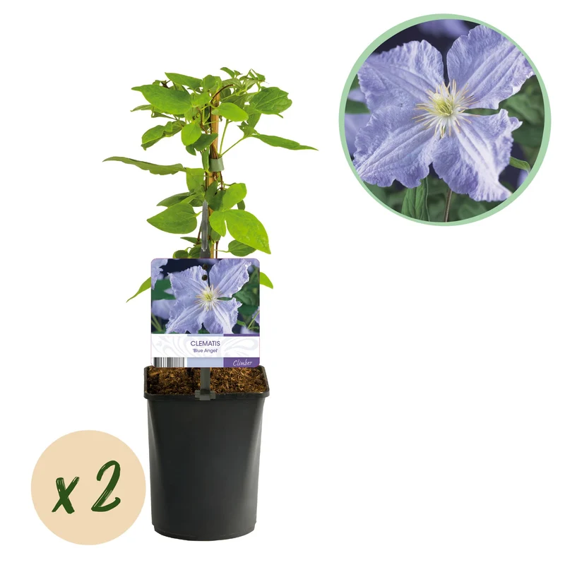Clematis Blue Angel