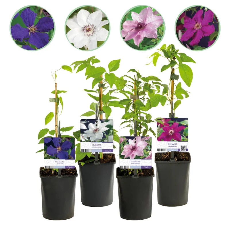 Clematis Rainbow