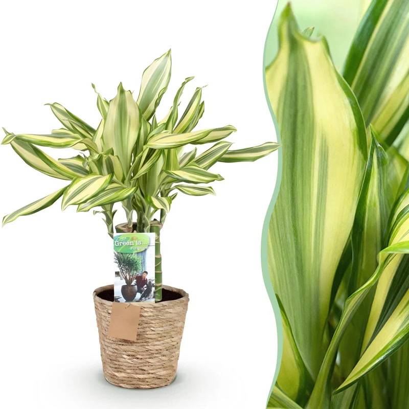 Dracaena fragrans Diamond Dream