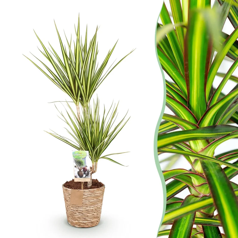 Dracaena Sunray