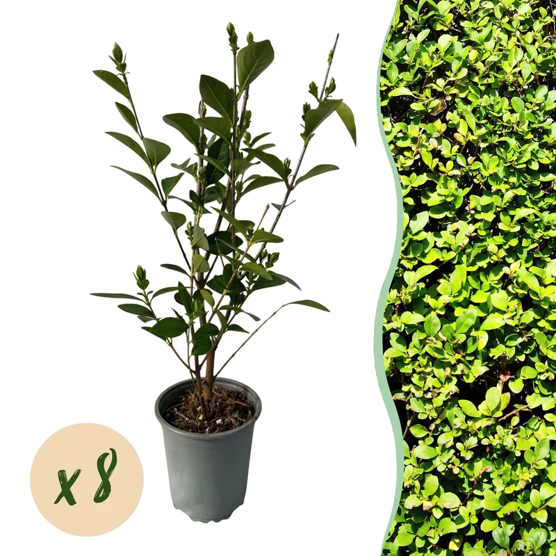 Ligustrum ovalifolium