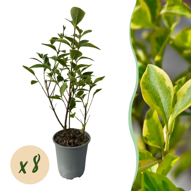Ligustrum ovalifolium Aureum