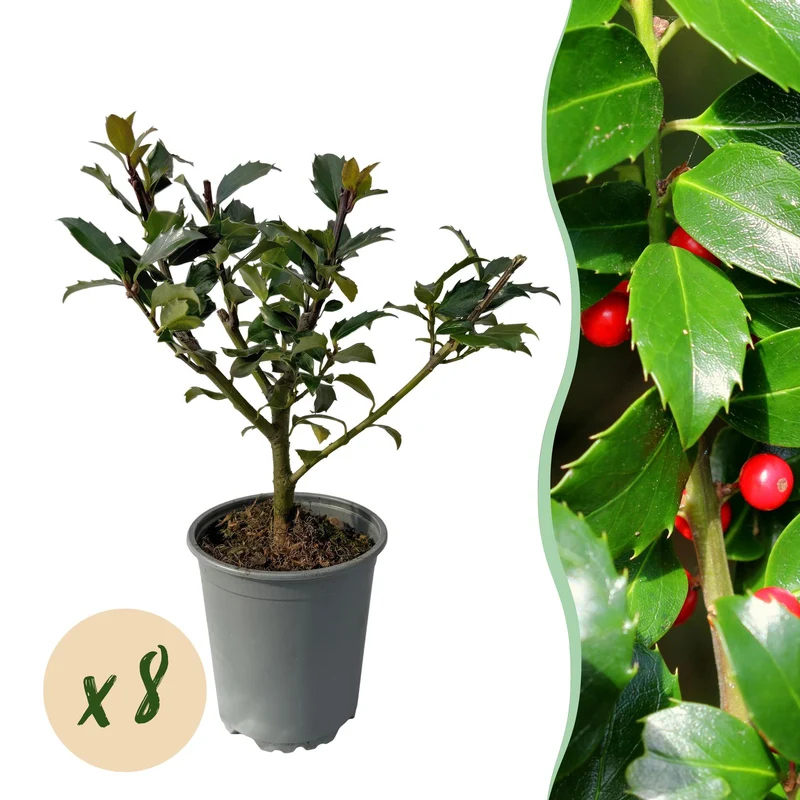 Ilex Blue maid