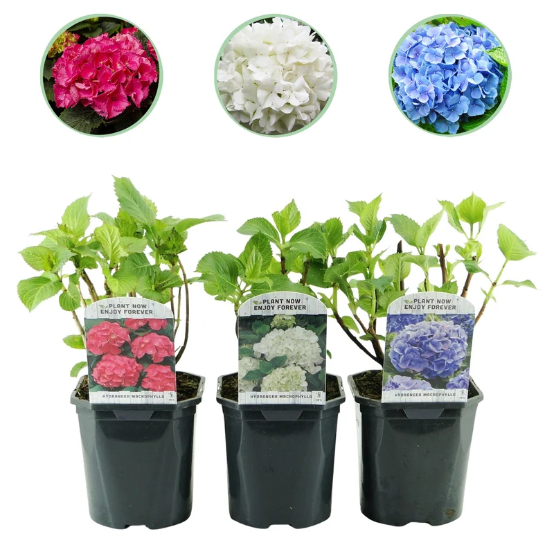 Hydrangea macrophylla Tricolour