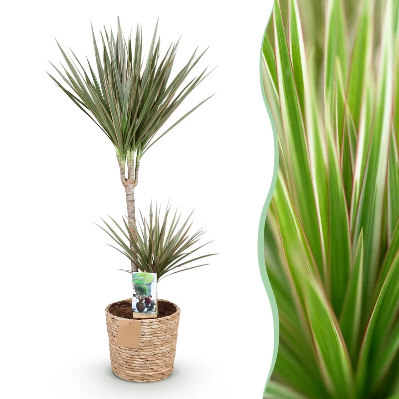 Dracaena Marginata Bicolor
