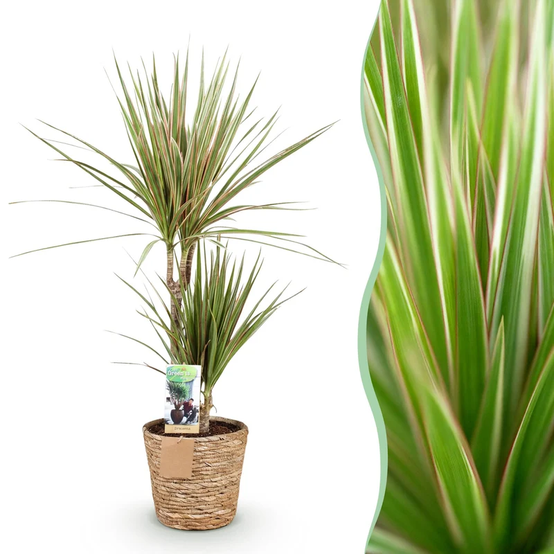 Dracaena Marginata Bicolor