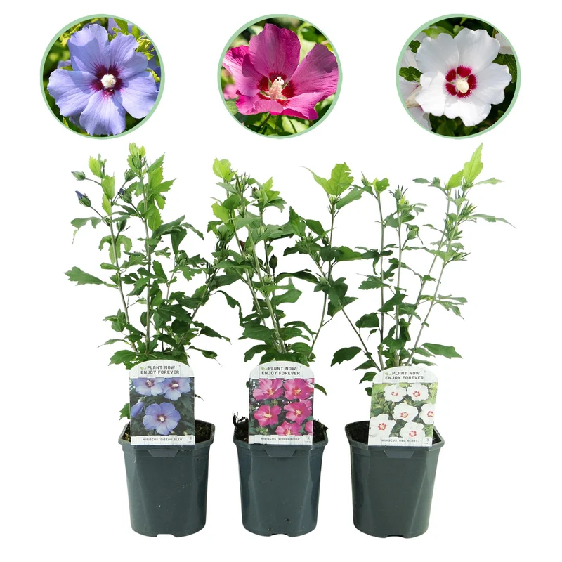 Hibiscus syriacus Tricolour