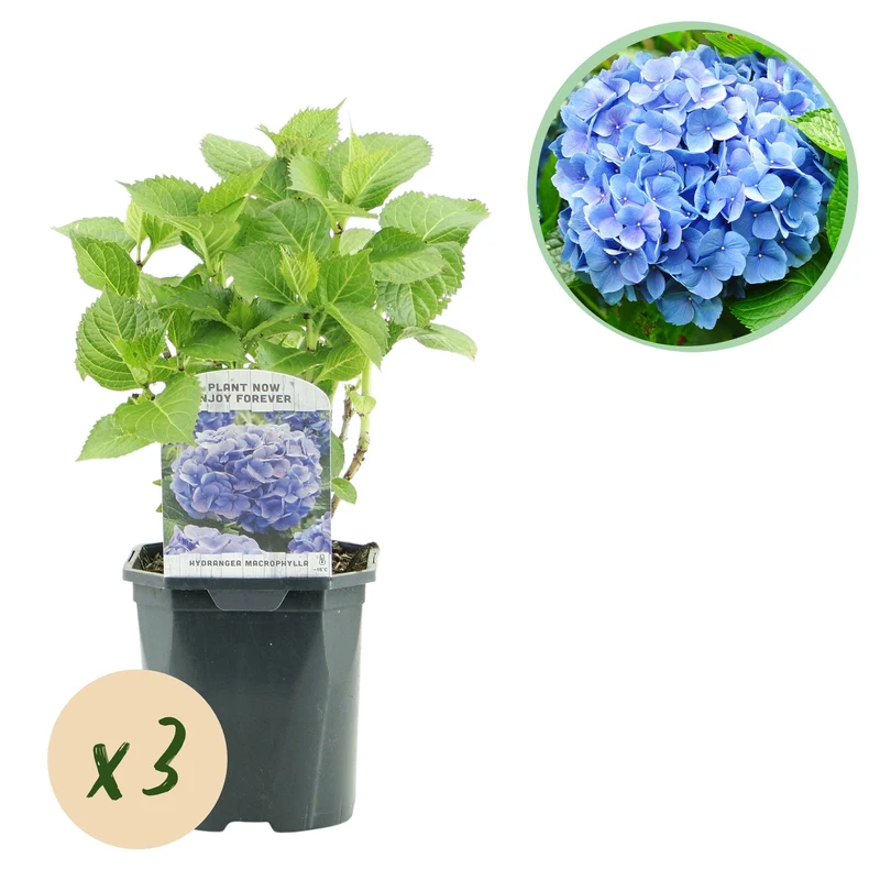 Hydrangea macrophylla Blauw