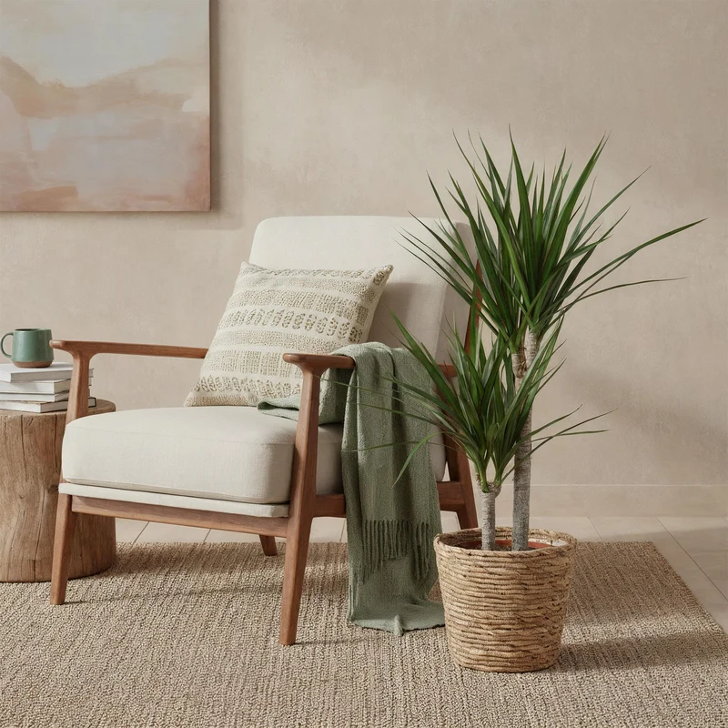 Dracaena Marginata