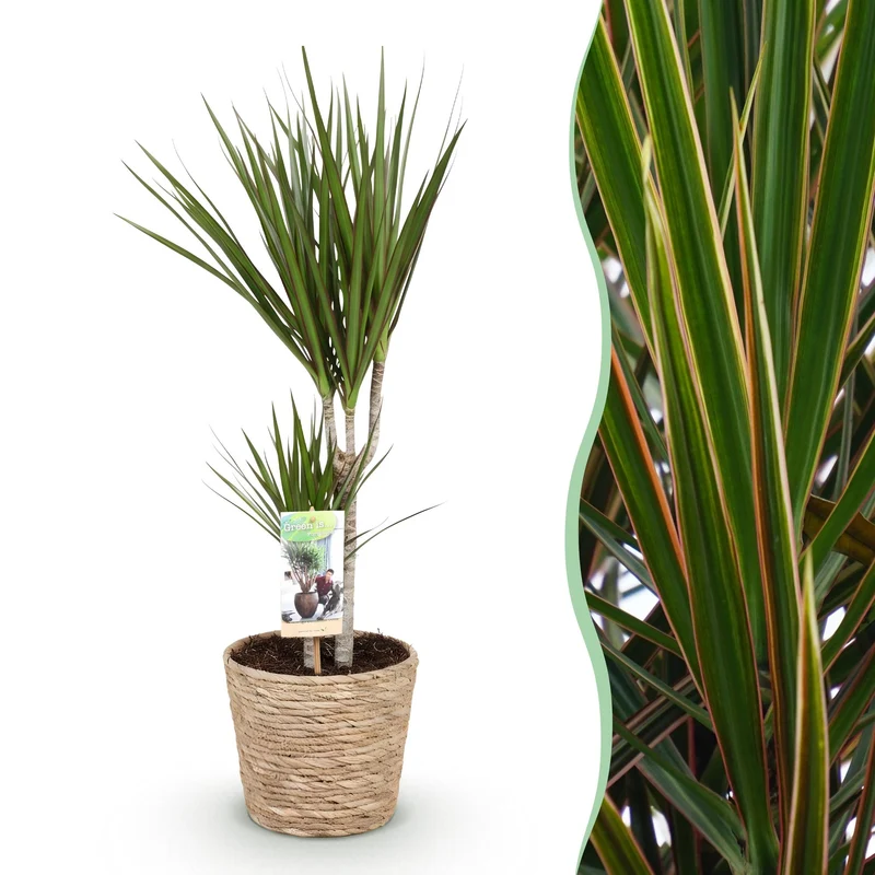 Dracaena Marginata