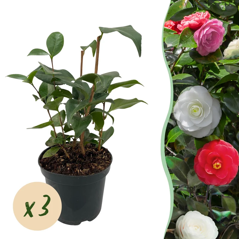 Camelia japonica Tricolour
