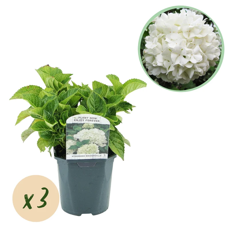 Hydrangea macrophylla Wit