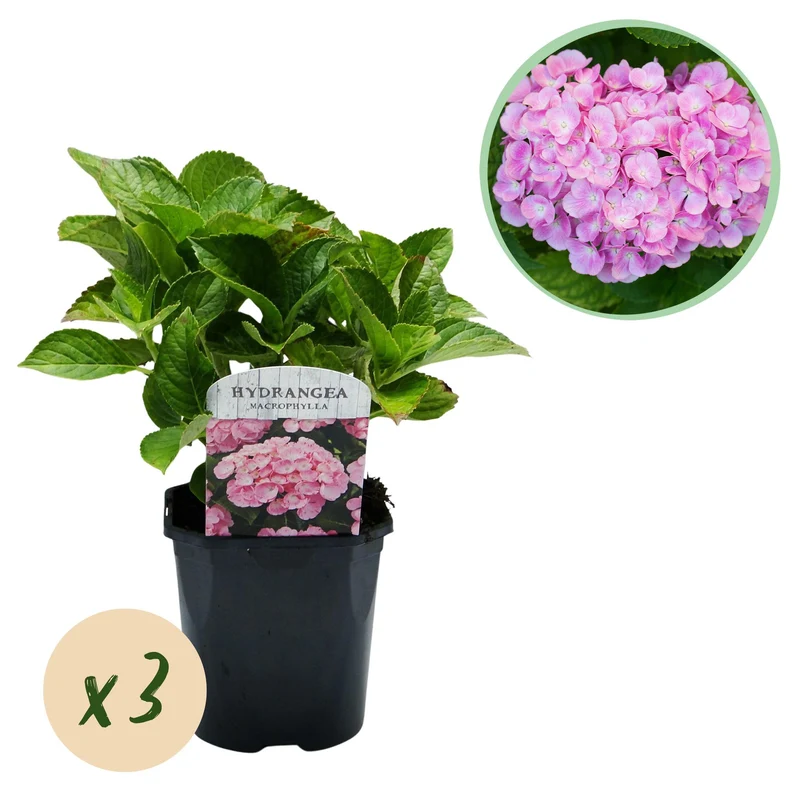 Hydrangea macrophylla Roze