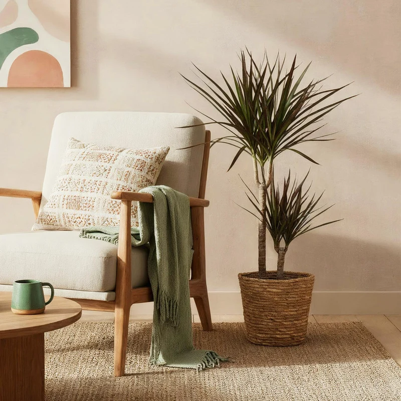 Dracaena Magenta