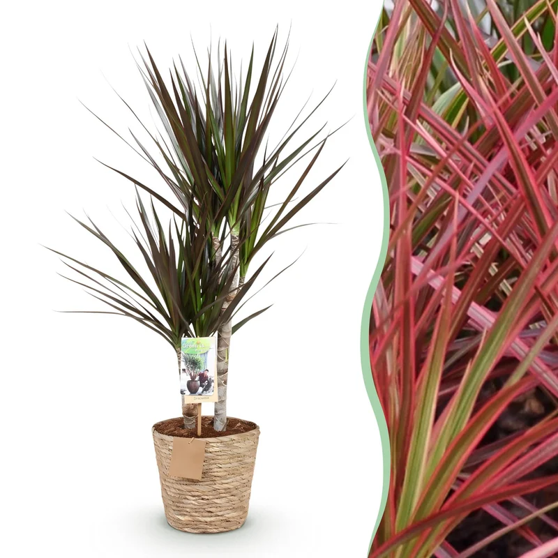 Dracaena Magenta