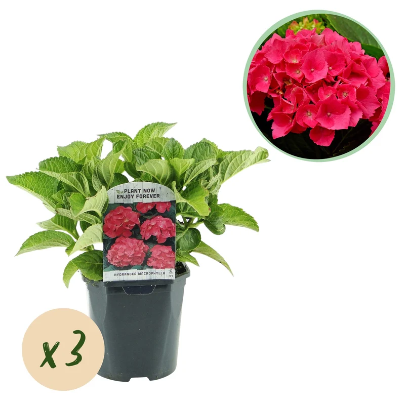 Hydrangea macrophylla Rood