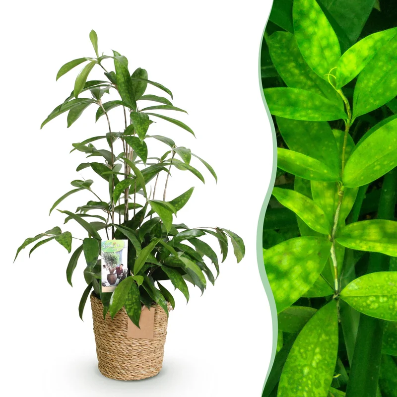 Dracaena surculosa