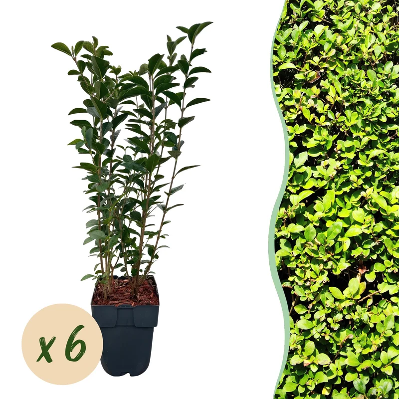 Ligustrum ovalifolium