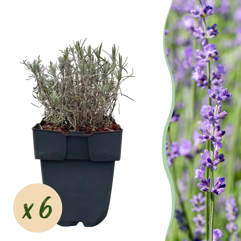 Lavandula angustifolia Hidcote