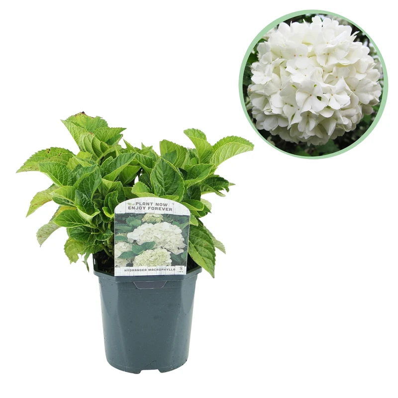 Hydrangea macrophylla Blue