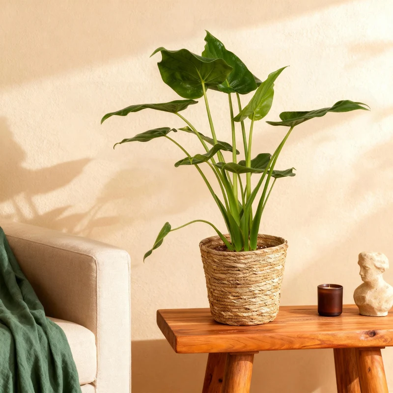 Alocasia Cucullata