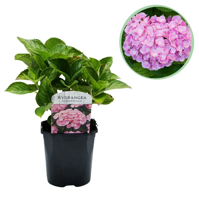 Hydrangea macrophylla Pink