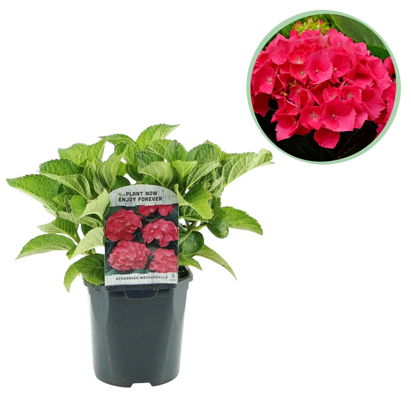 Hydrangea macrophylla Red