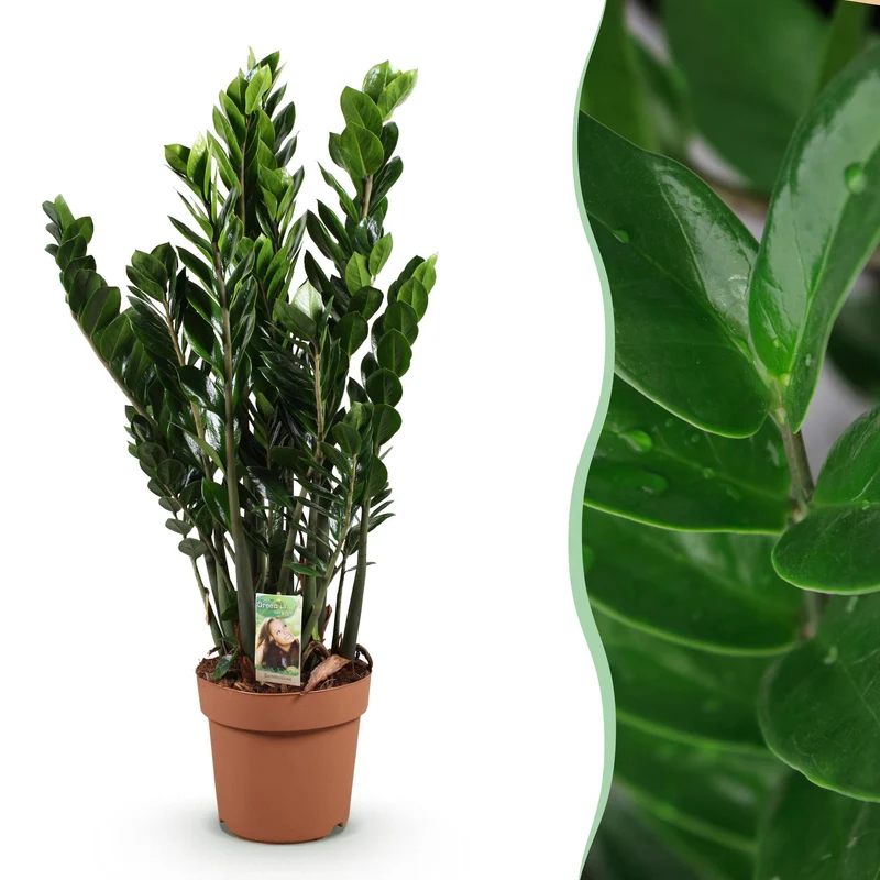 Zamioculcas