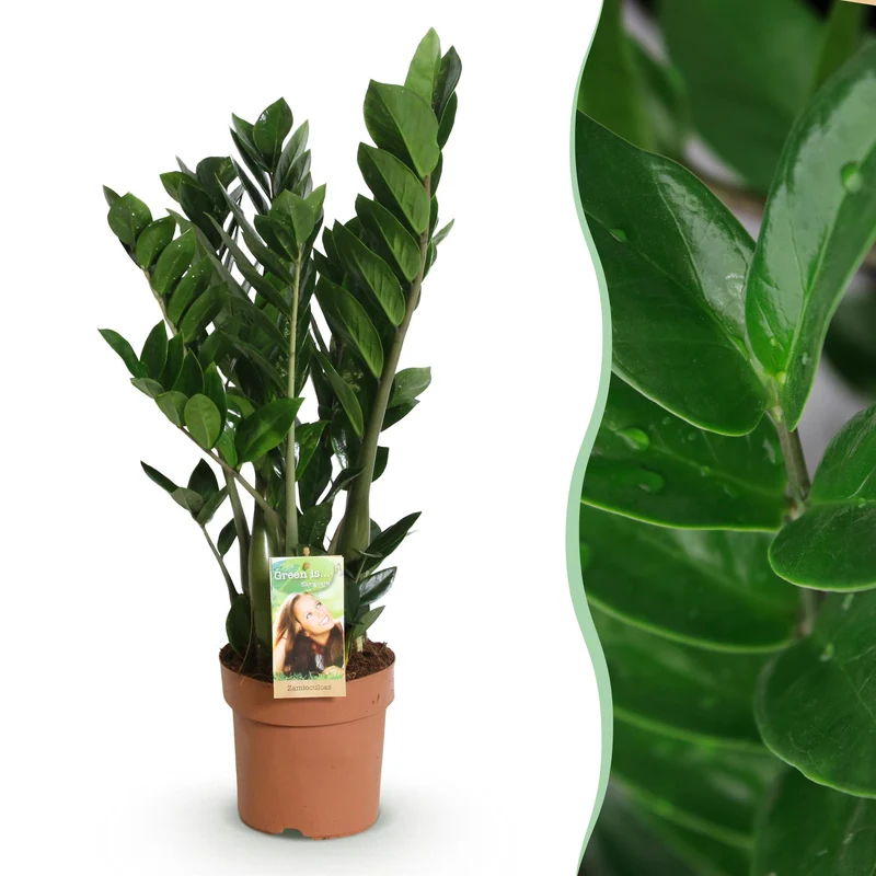 Zamioculcas