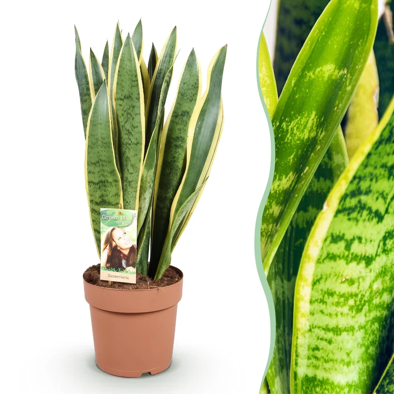 Sansevieria Laurentii